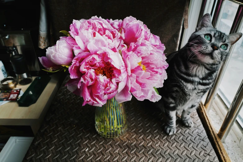 a cat standing next to a pink flower