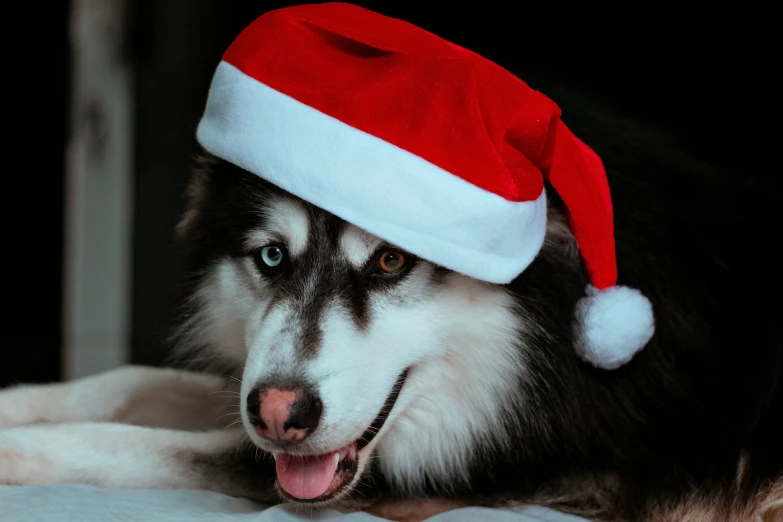 a dog wearing a santa hat sitting on a blanket