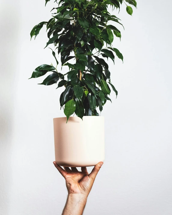 a plant that has it's hands holding it up