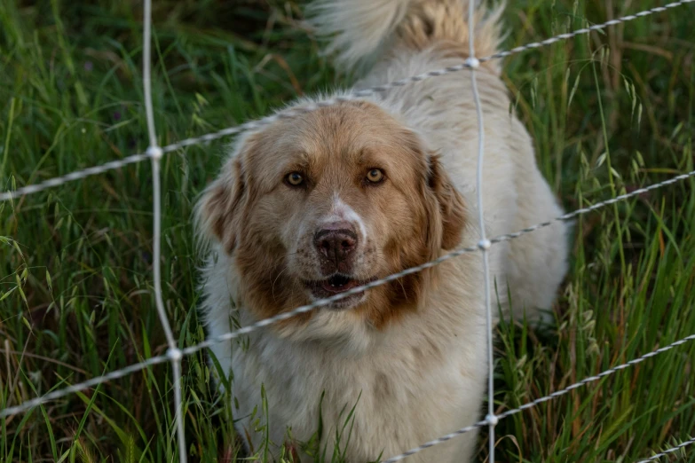 a brown and white dog stands behind a wire fence