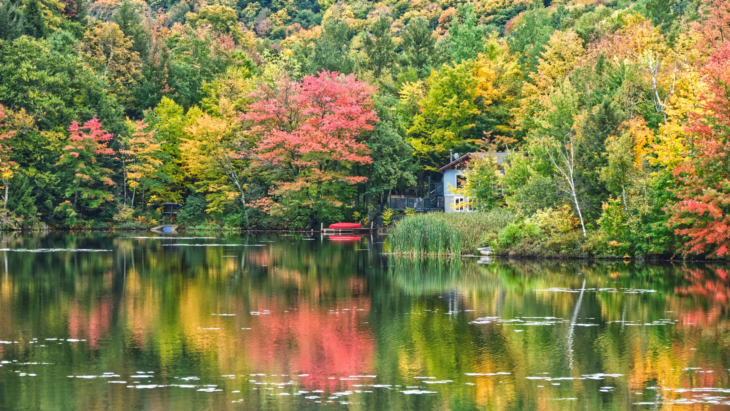 a large body of water surrounded by forest