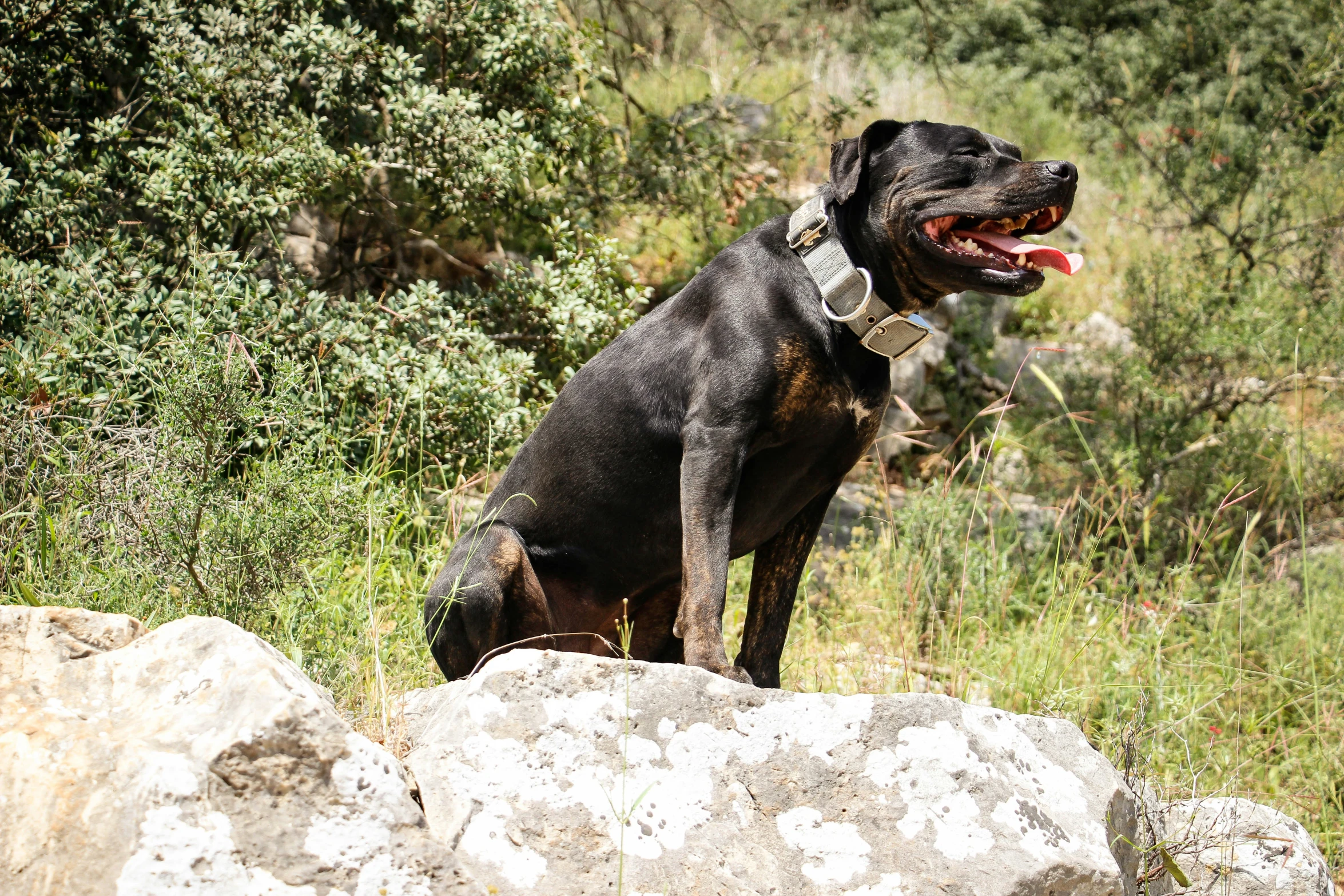 a dog is sitting on a rock outside