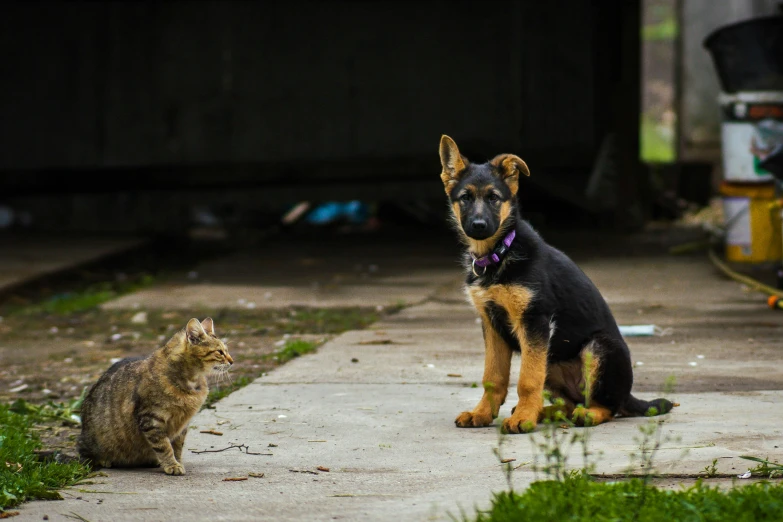 a dog sitting on the sidewalk next to a cat