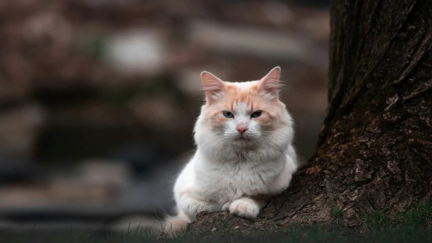 a white and orange cat sitting near a tree