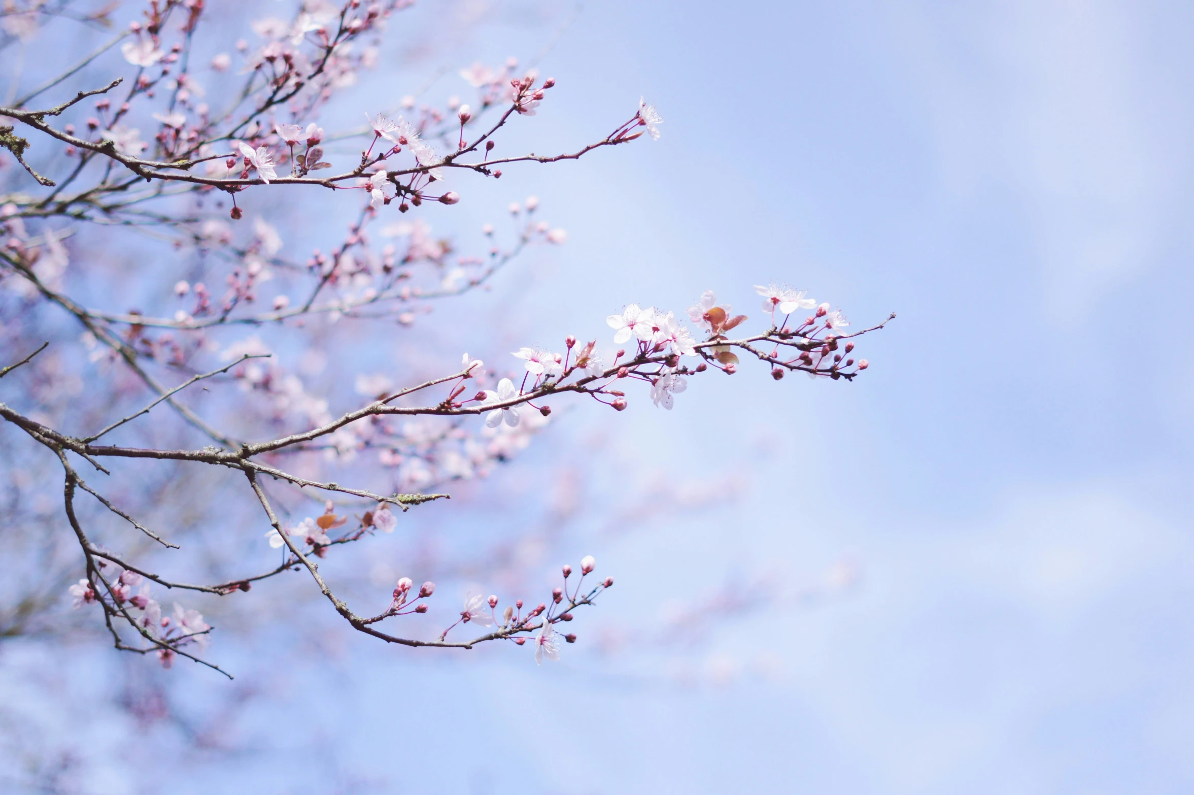 pink flowers against a blue sky and clouds