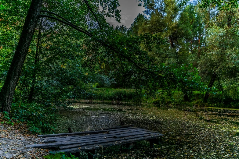 this is an image of a bench in a forest