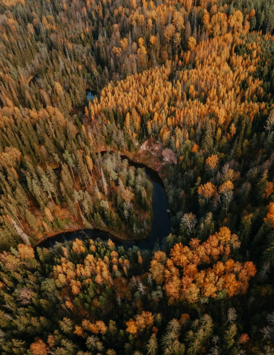 there is some very pretty trees that are surrounded by trees