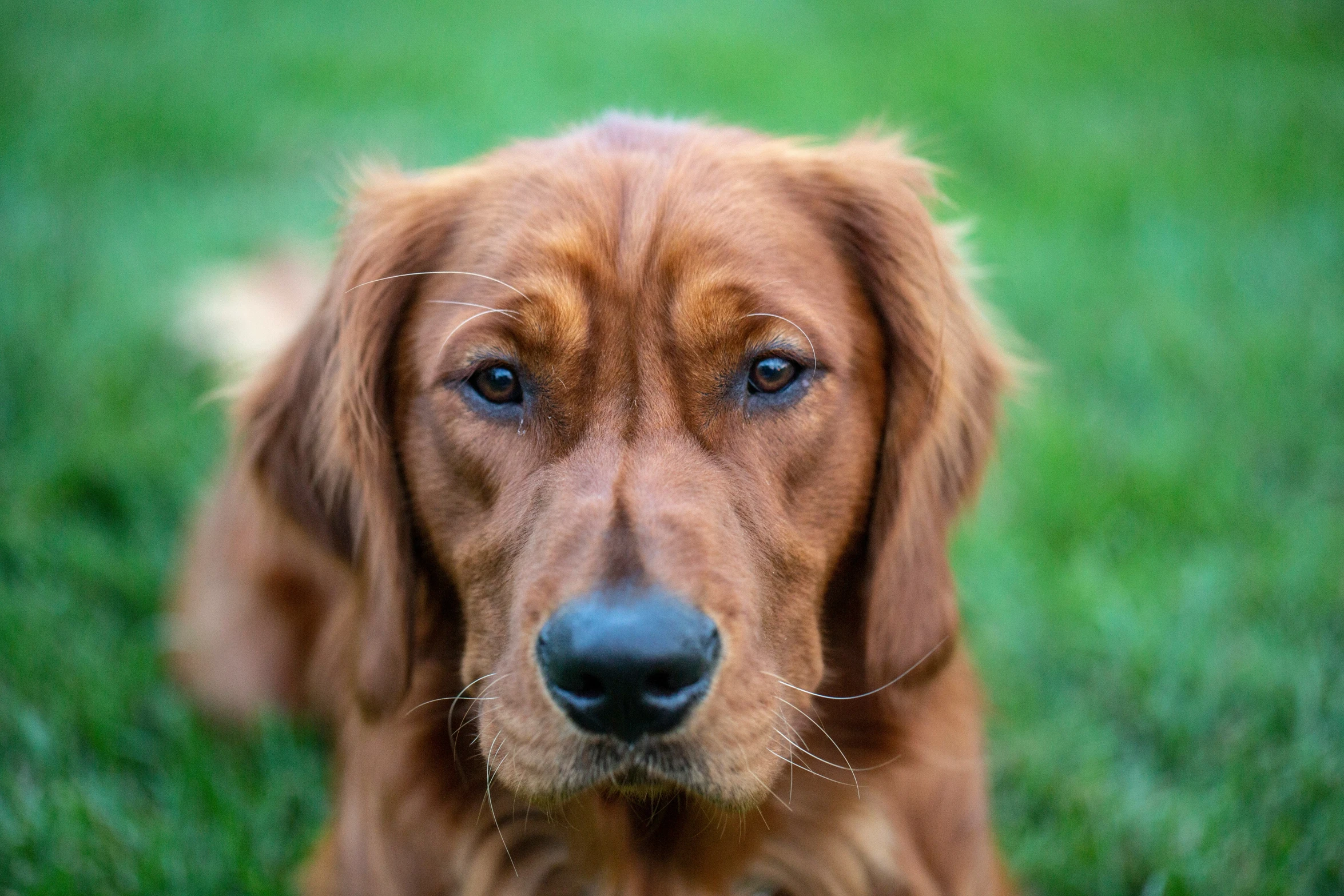 a dog sitting in the grass and looking at the camera