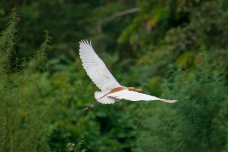 a white bird flying through the sky over some trees