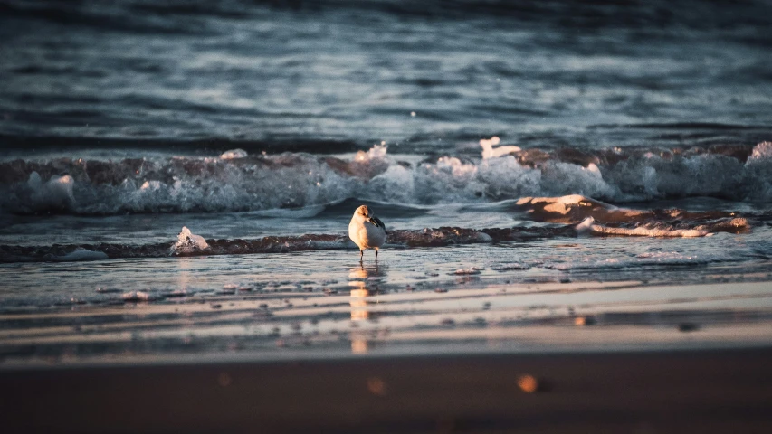 a bird is standing on the water and its reflection