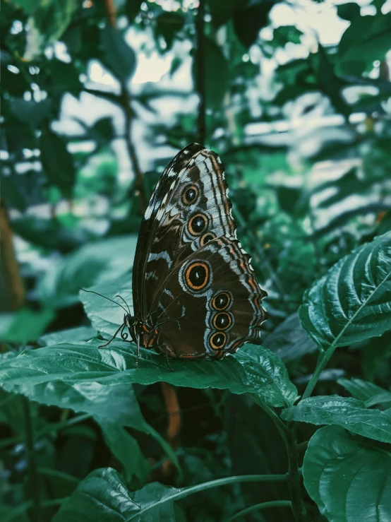 erfly sitting on the side of a leaf