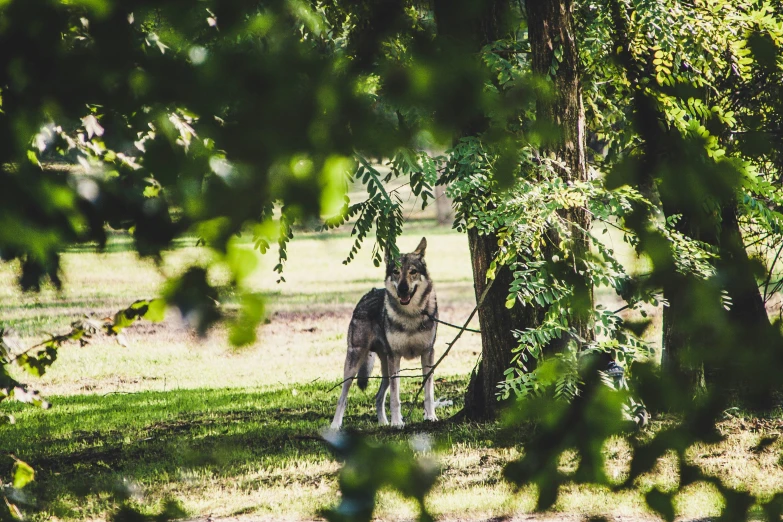 a wolf standing by a tree in the sun