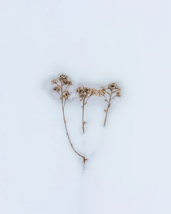 four yellow wild flowers covered in snow on a white surface