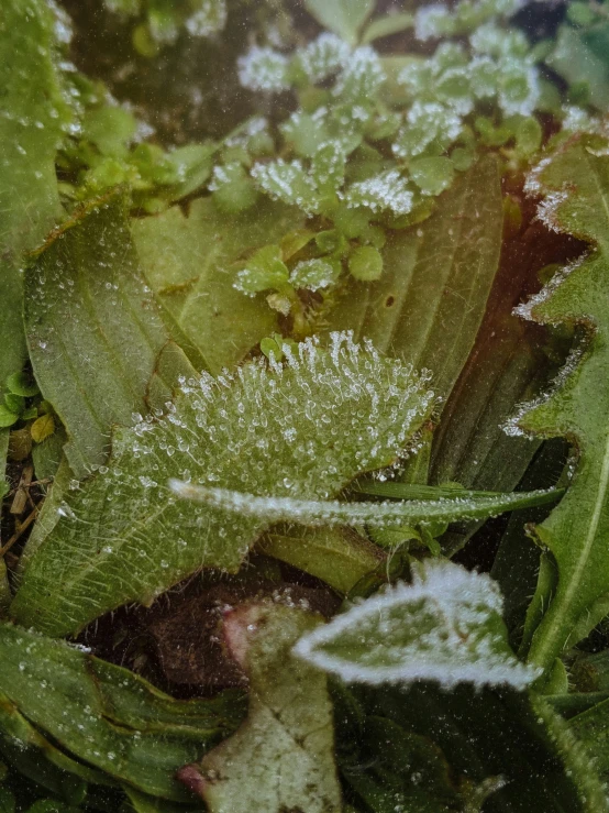 green leaves covered in ice with water drops