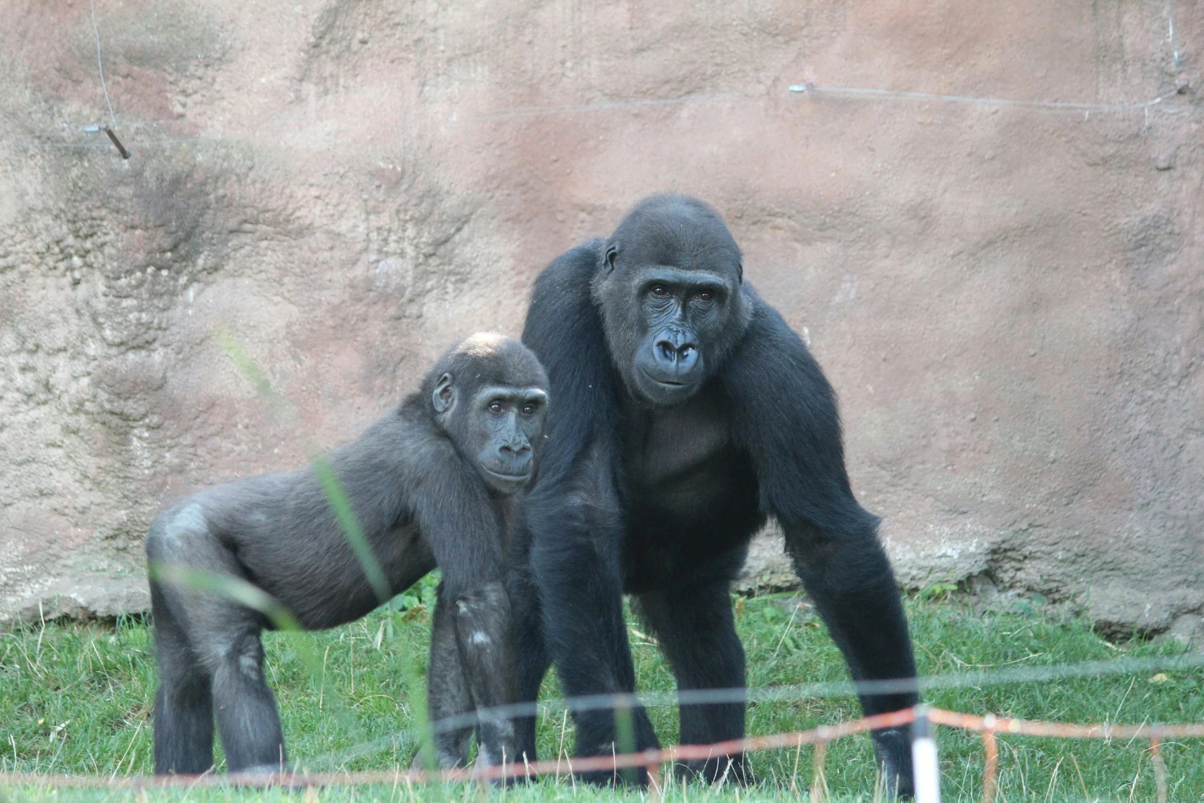 two gorillas sitting and standing next to each other on the grass