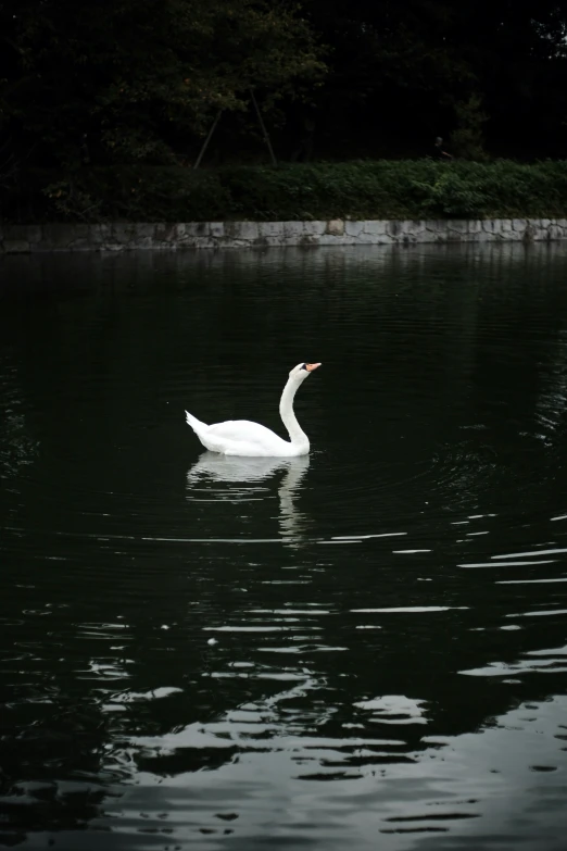 a swan is floating in the water on the lake