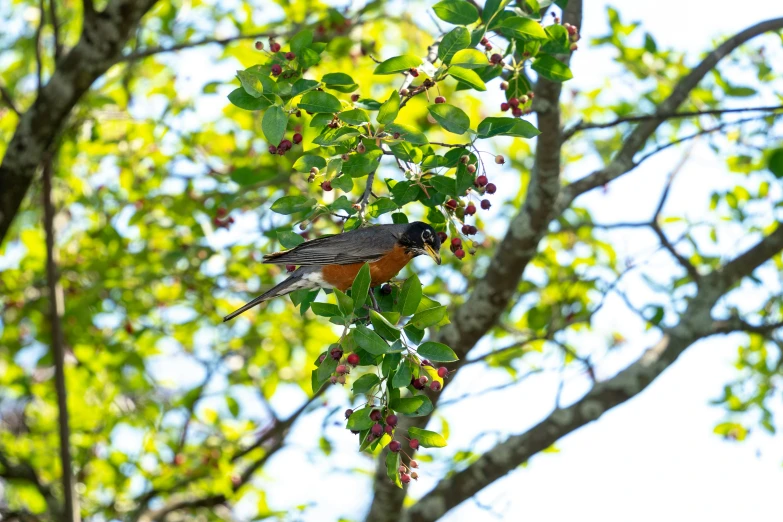 small bird perched on nch of berry - tree