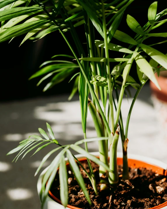 the large green plant is in the small white pot