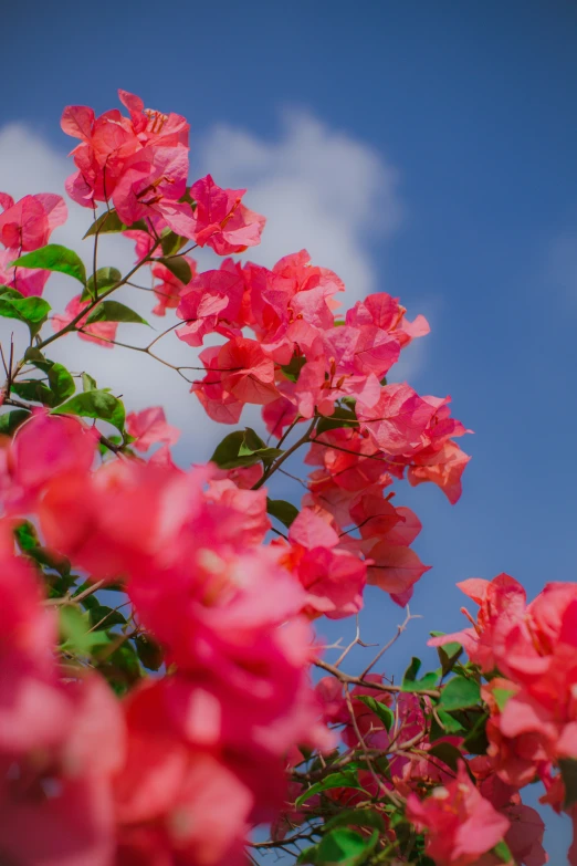 pink bougaia plant growing with sky background