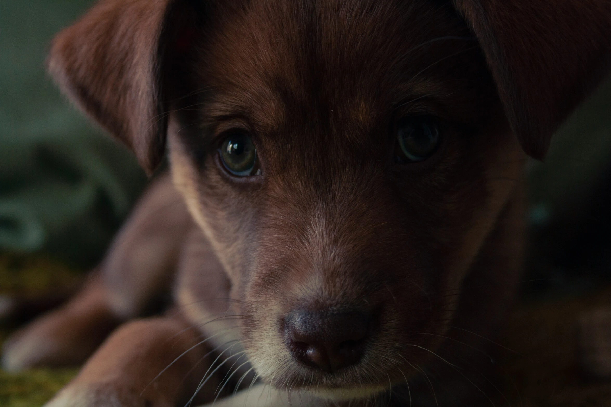 this puppy has one big eye and has blue eyes