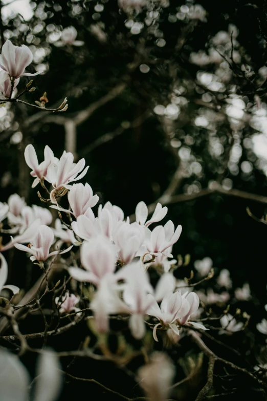 a close up of small white flowers in front of trees