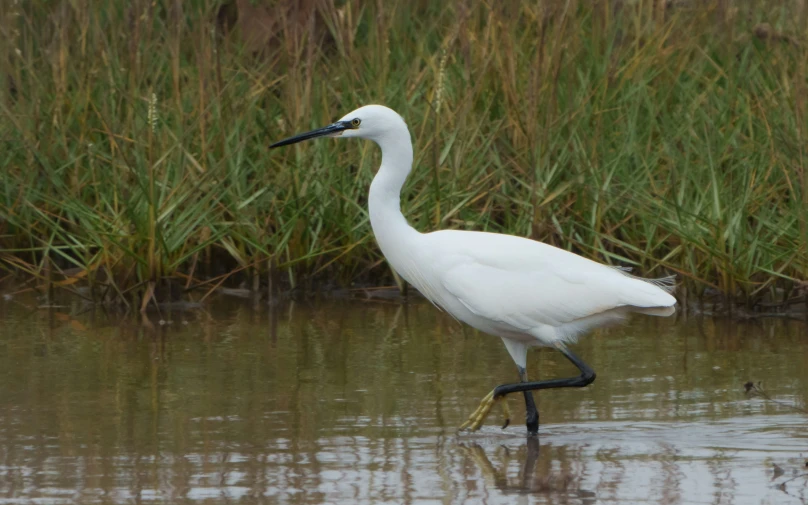 a large white bird with a long beak is wading in the water