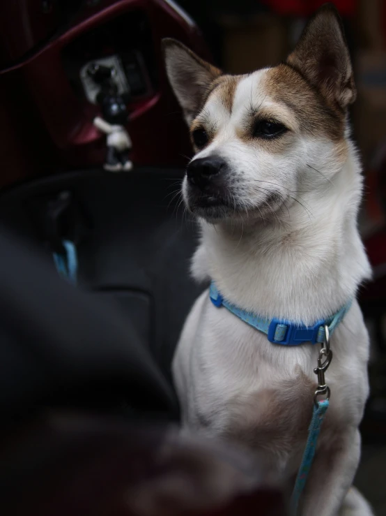 a dog sits in a seat with a blue collar and leash