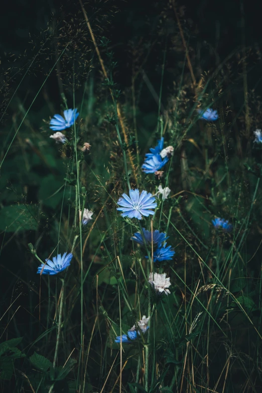 a group of blue and white flowers sitting on top of a field