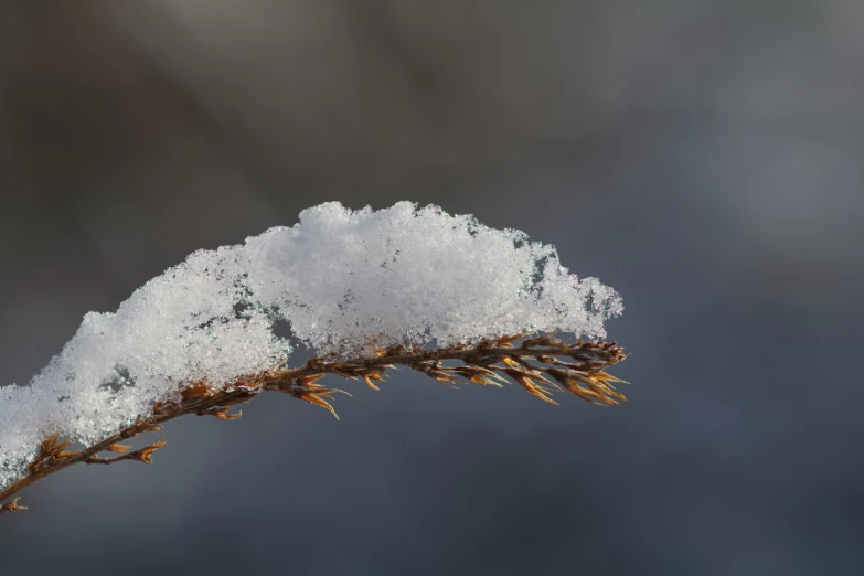 the end of a nch has snow on it