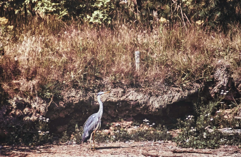 a bird standing next to a wall with lots of weeds