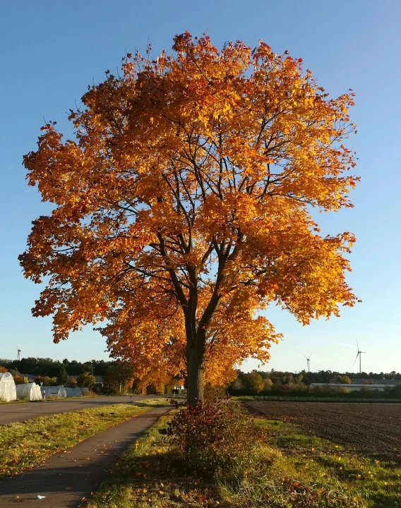 a road lined with a lone orange tree on the side