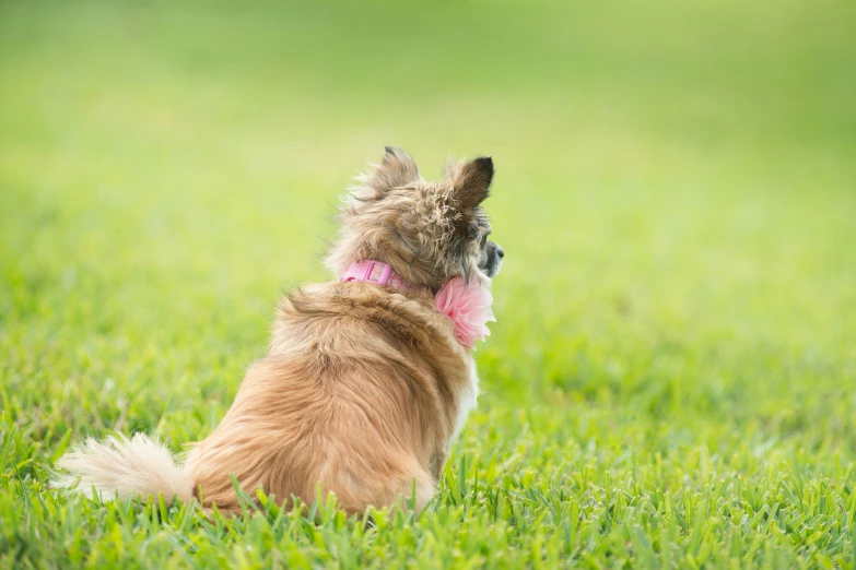 dog lying on the grass looking up and into the distance