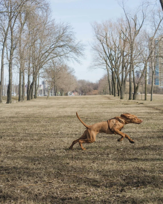 a dog running across the ground during a game