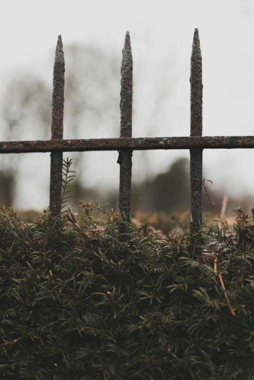 a bunch of plants that are behind a fence