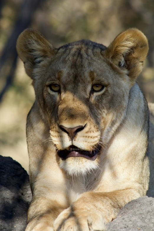 a large lion laying down on top of a rock