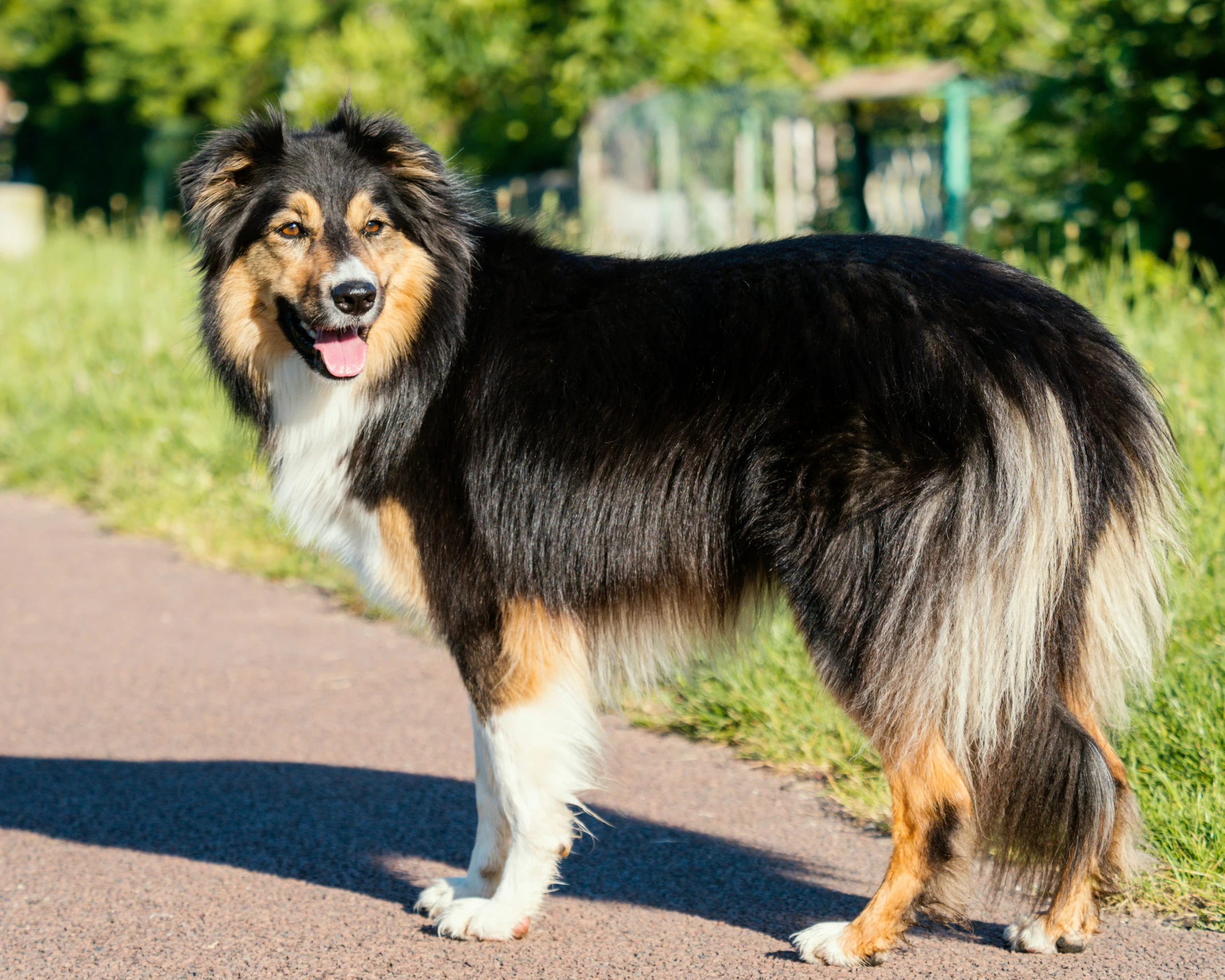 a gy black and white dog on the side of a road