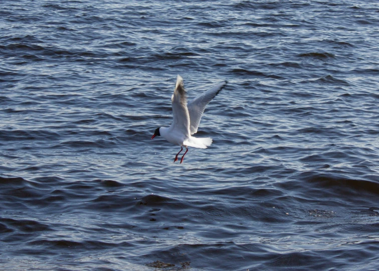 the bird is flying over the water on the ocean