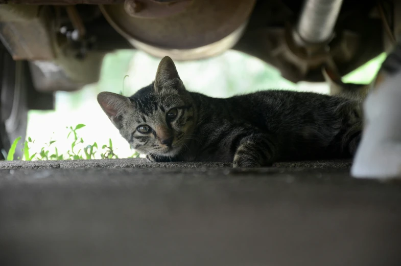 a tabby cat lying under a car