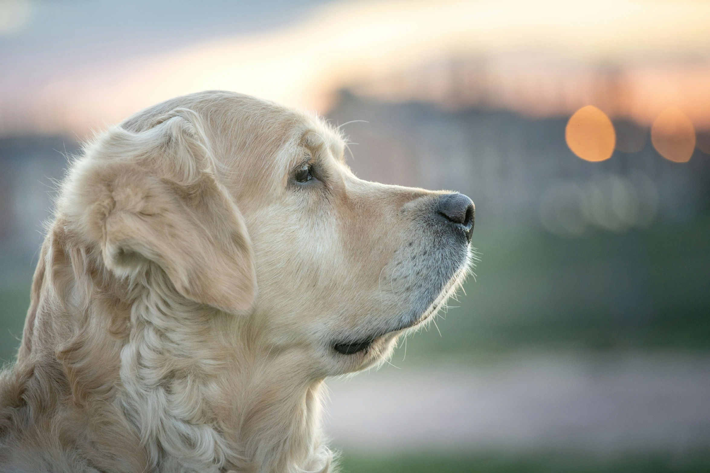 a large, furry golden retriever gazing at the sunset