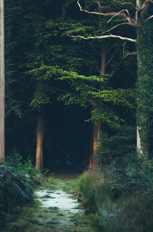 a path through a forest with a single person on it