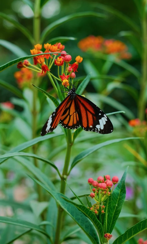 a close up of a erfly sitting on top of a plant