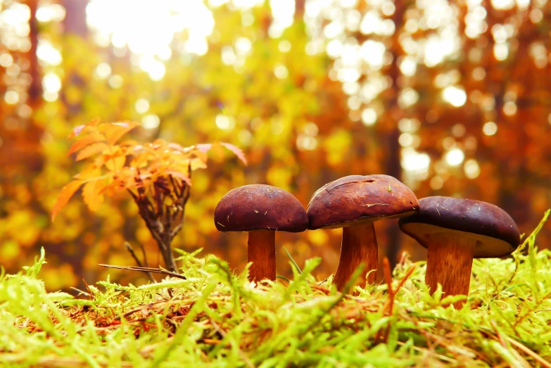 three mushrooms are growing on a patch of moss