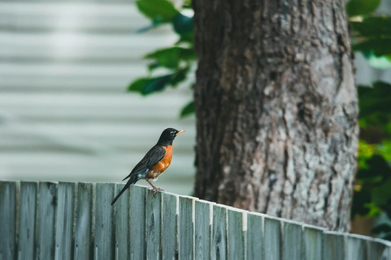 a small bird is standing on top of a wooden fence