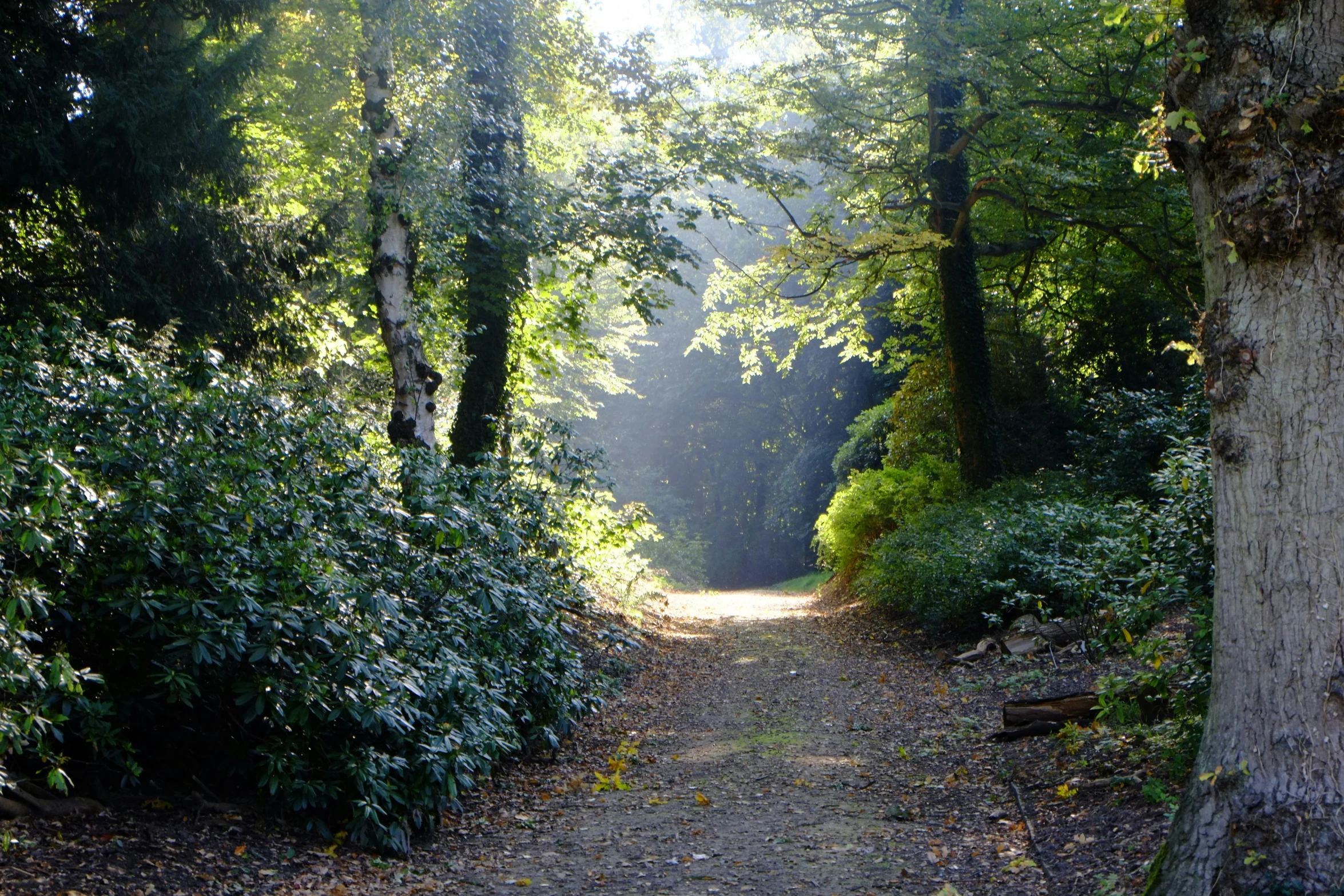 a pathway in the woods leads to trees with a bright sunlight