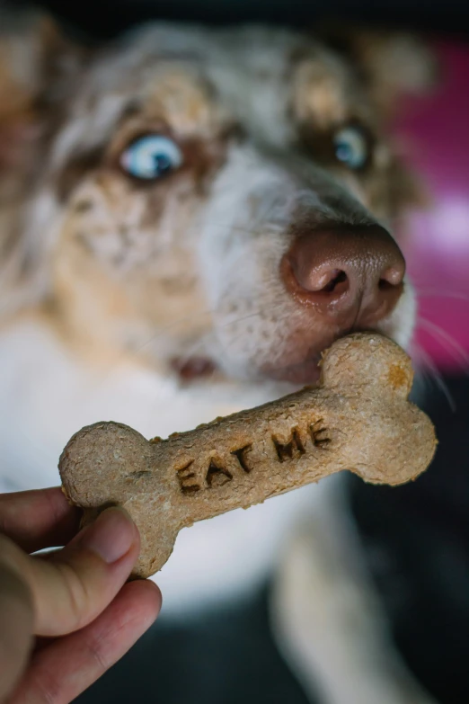 the dog is eating a large bone with his name on it