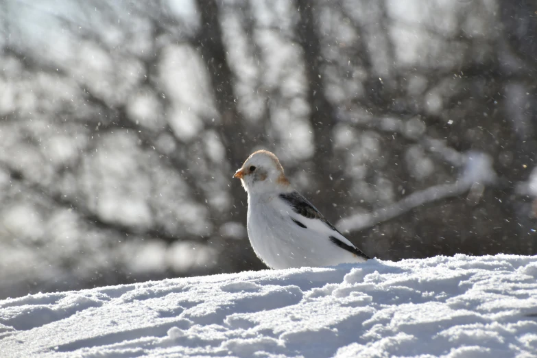 a small white and black bird sitting on snow covered ground