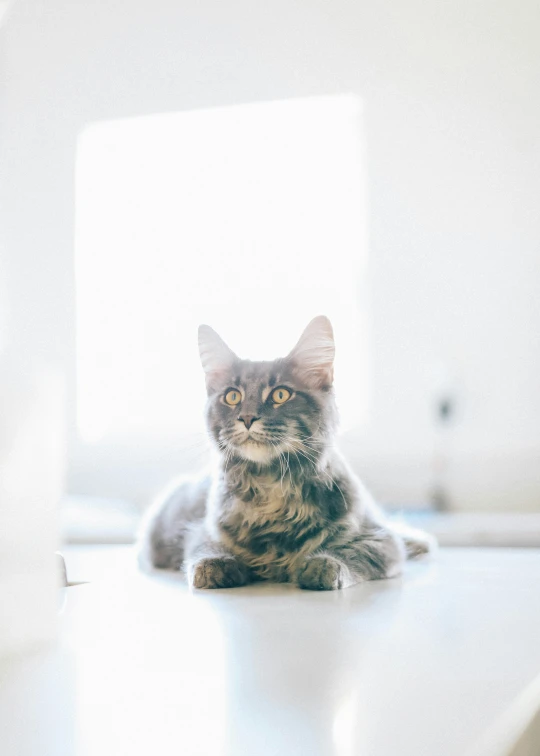 a grey cat sits on the counter in the sun