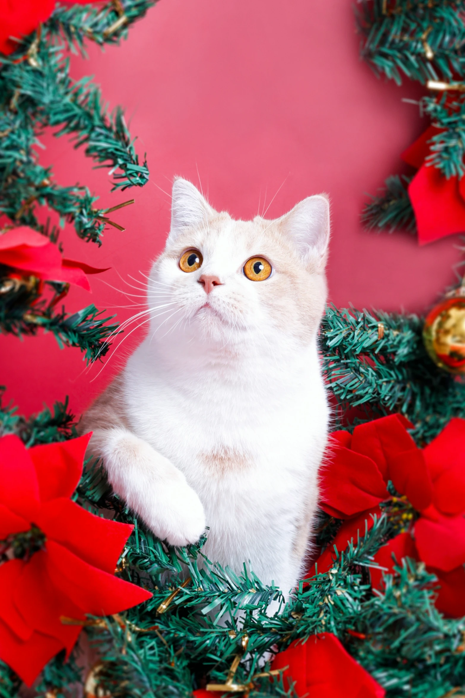 a white cat on a green nch surrounded by red and green leaves