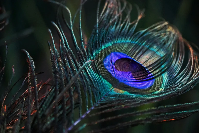 peacock feather showing colorful feather feathers in close up