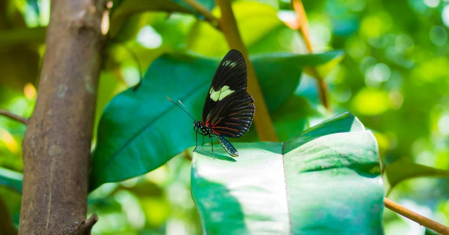 a erfly sitting on a large green leaf